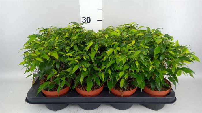 <h4>Ficus benja. 'Green Kinky'</h4>