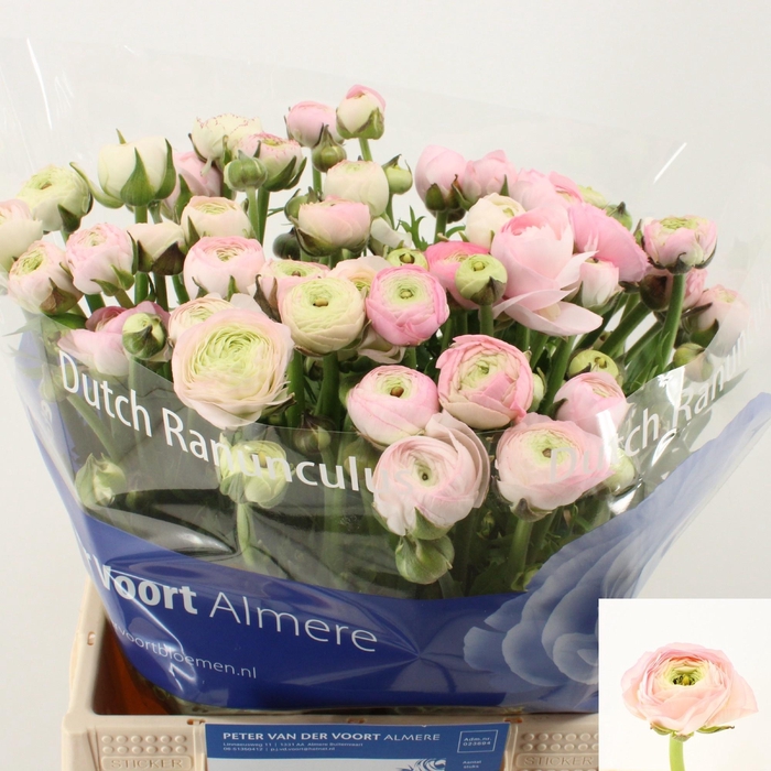 <h4>RAN EL PINK</h4>