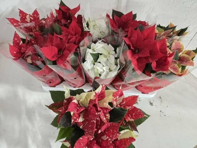 <h4>EUPHOR P GEM 4KL</h4>