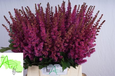 <h4>Astilbe Maggie Daley</h4>