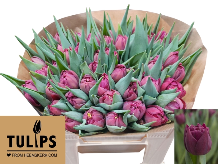 <h4>TU DU ALISON BRADLEY</h4>