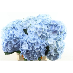 Hydr M Verena Blue 80-23
