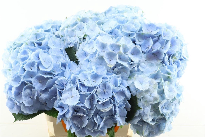<h4>Hydr M Verena Blue 80-23</h4>
