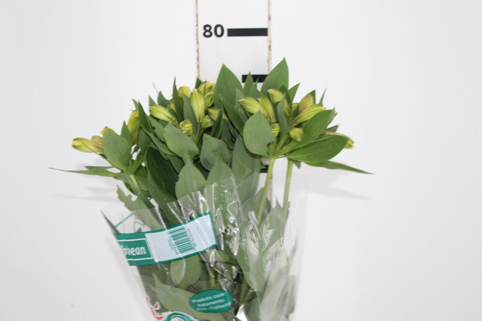 <h4>ALSTROEMERIA CARIBBEAN 080 CM</h4>