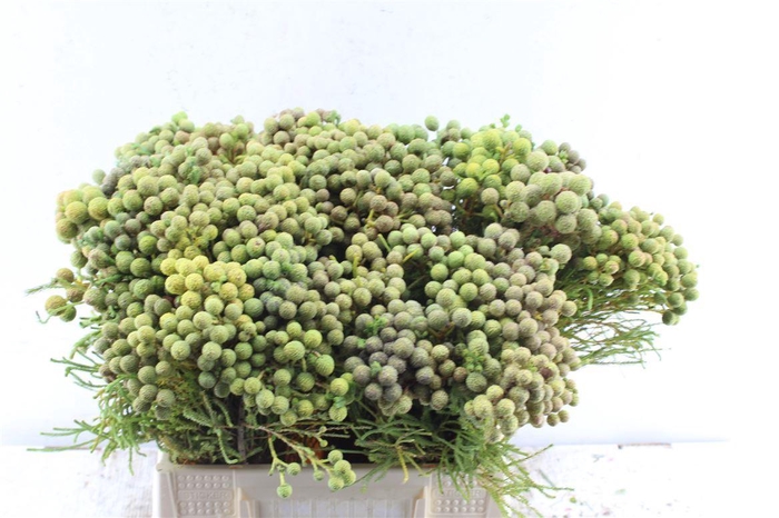 <h4>Kaaps Berzelia Abratanoides</h4>