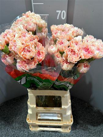 <h4>Di St Happy Hoshi</h4>