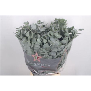 Euc Cinerea Per Bunch 200 Gram