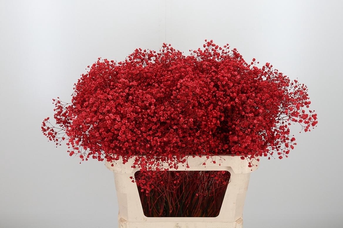 <h4>Gyps Kl Bh Rood</h4>