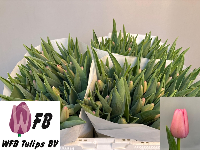 <h4>TU EN TRESOR</h4>