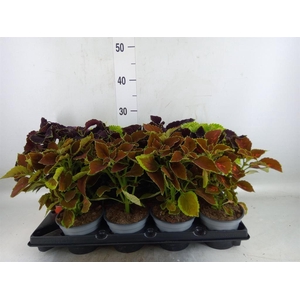Plectranthus col.   ...mix