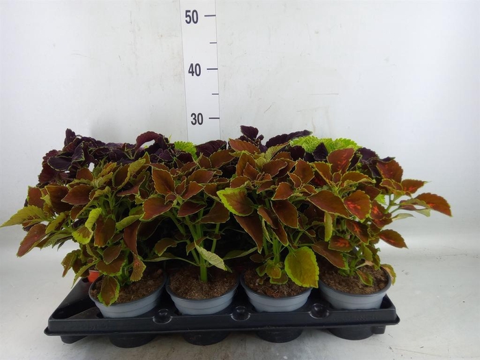 <h4>Plectranthus col.   ...mix</h4>