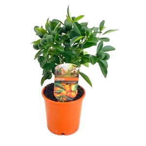 Citrus calamondin