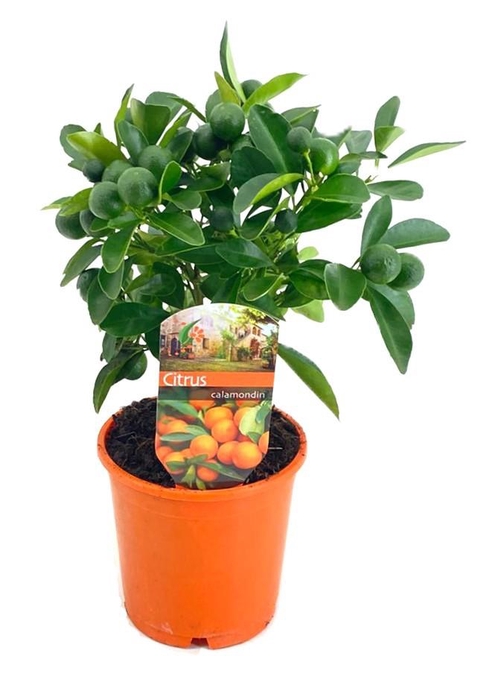 <h4>Citrus calamondin</h4>