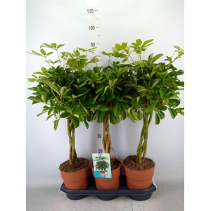 Schefflera arbor. 'Compacta'