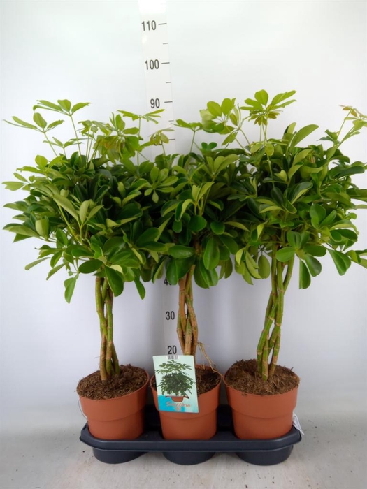 <h4>Schefflera arbor. 'Compacta'</h4>