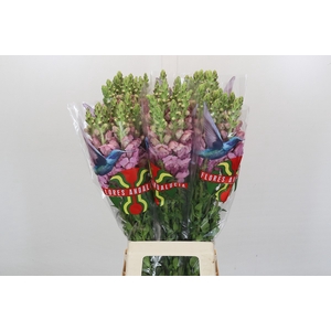 Antirrhinum Potomac Lavender
