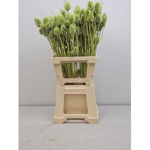 GESTABILISEERD KAARDEBOL MINTGROEN