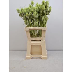 GESTABILISEERD KAARDEBOL MINTGROEN