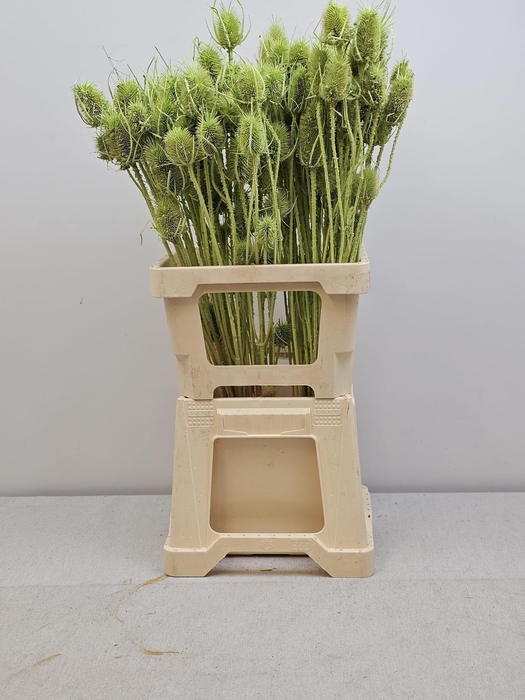 <h4>GESTABILISEERD KAARDEBOL MINTGROEN</h4>