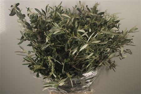 <h4>Olijf Per Bunch 400 Gram</h4>