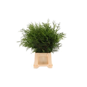Conifeer Groen