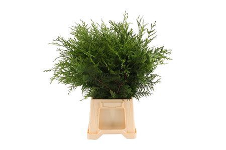 <h4>Conifeer Groen (5 Bos Per Emmer)</h4>