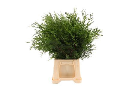 <h4>Conifeer Groen</h4>