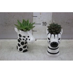 Arr 24499 Dieren Black White