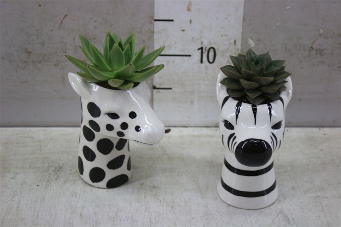 <h4>Arr 24499 Dieren Black White</h4>