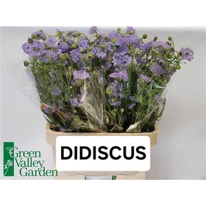 Didiscus Blauw