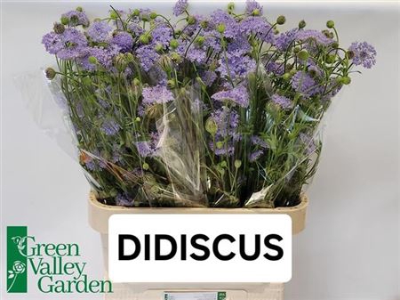 Didiscus Blauw