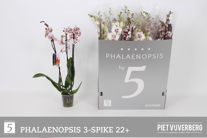 <h4>PHAL OV WIT</h4>