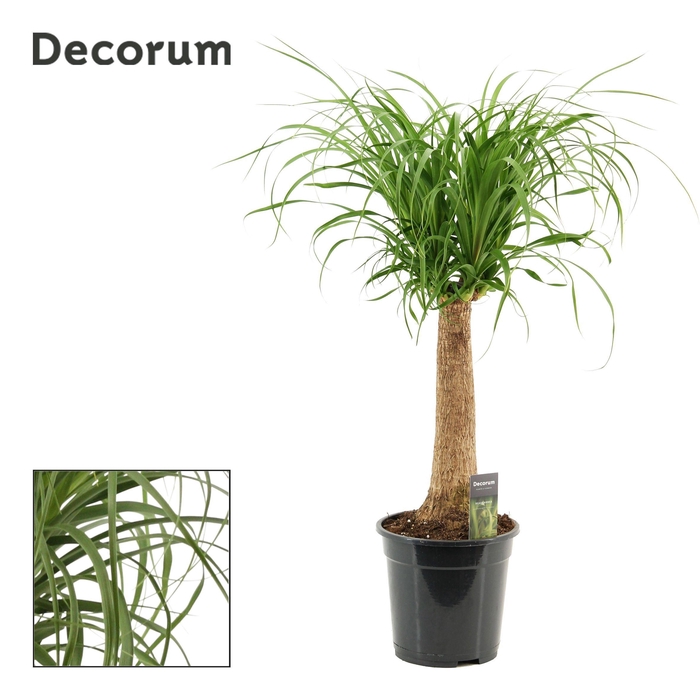 <h4>Beaucarnea recht 21 cm (Decorum)</h4>