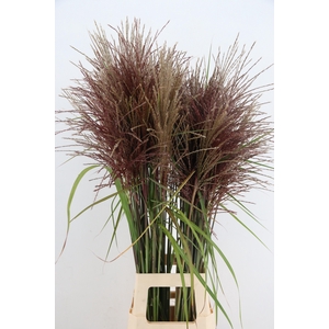 GRAS MISCANTHUS MALEPARTUS