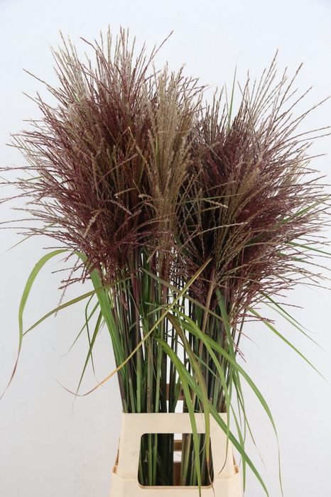 <h4>GRAS MISCANTHUS MALEPARTUS</h4>