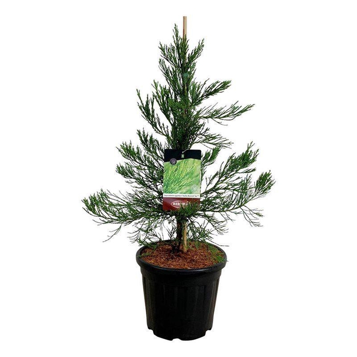 <h4>Sequoiadendron g. 'H. Mammoth Two'</h4>