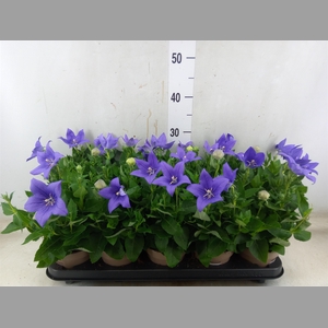 Platycodon grand. 'Astra Blue'