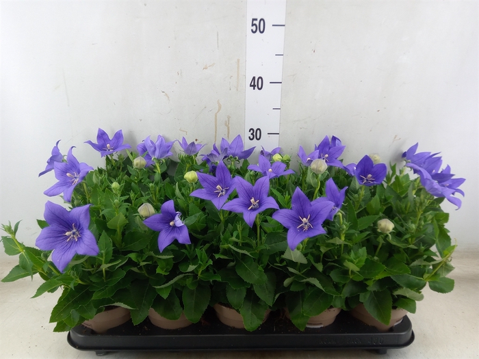 <h4>Platycodon grand. 'Astra Blue'</h4>