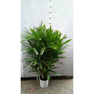 Rhapis excelsa