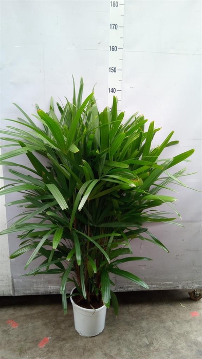 <h4>Rhapis excelsa</h4>