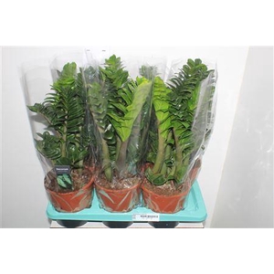 Zamioculcas Zenzi 4+