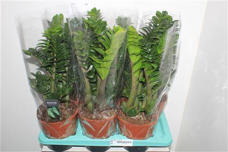 <h4>Zamioculcas Zenzi 4+</h4>
