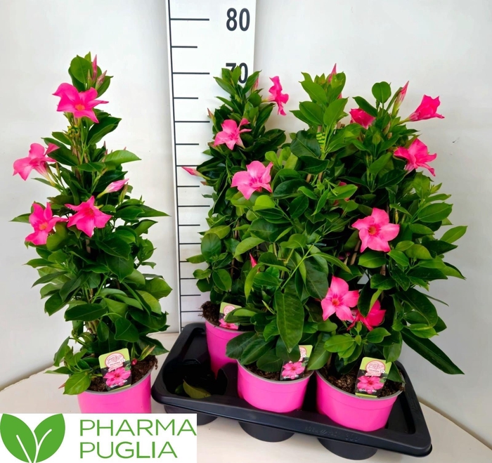 <h4>MANDE RIO PINK</h4>