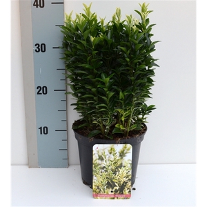 Euonymus japonicus Francien