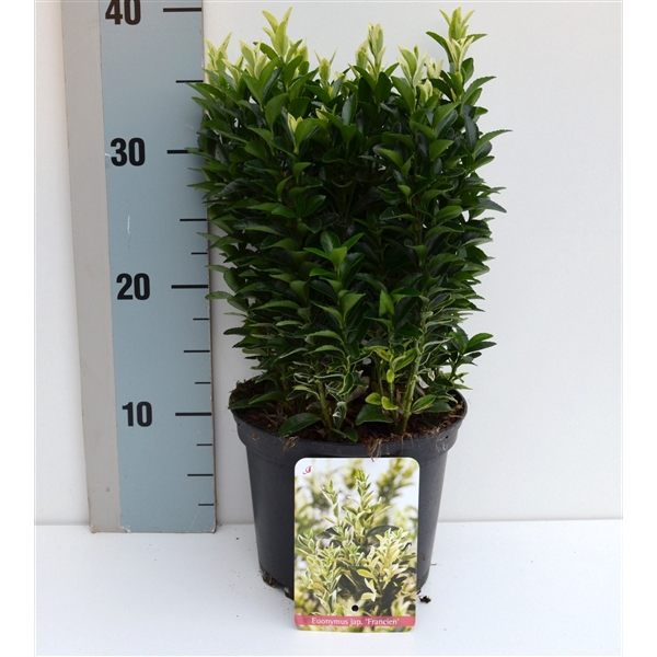 <h4>Euonymus japonicus Francien</h4>