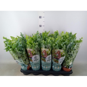 Phlebodium aureum 'Davana'