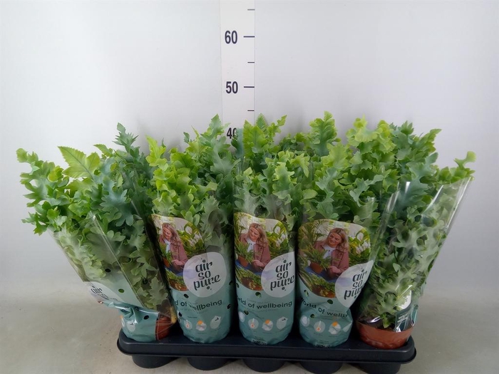 <h4>Phlebodium aureum 'Davana'</h4>