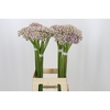 Allium Silverspring