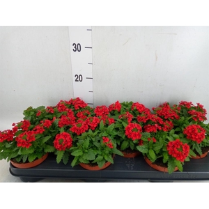 Verbena  'Drums Red'