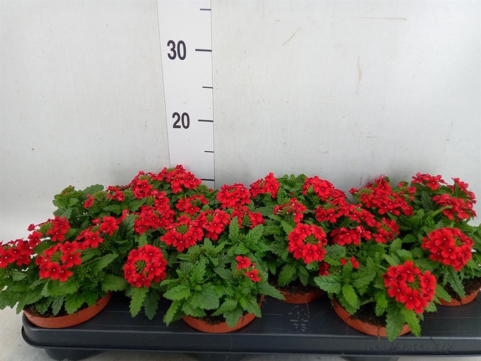 <h4>Verbena  'Drums Red'</h4>